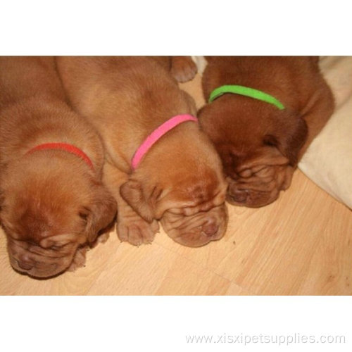 Adjustable ID Collars Puppy Kitten Dog Pet Cat